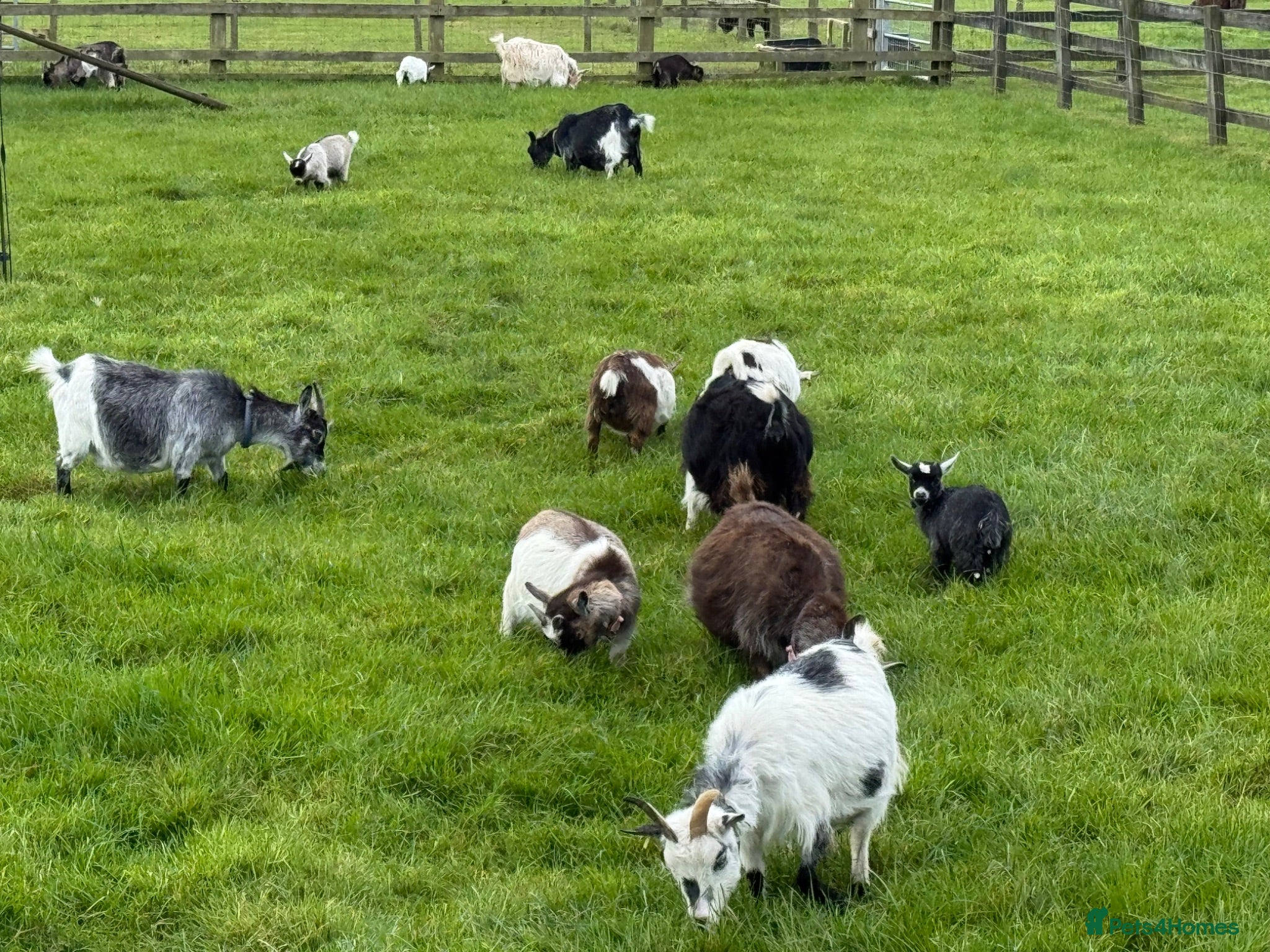 Goats livestock Pygmy Goat kids. - Advert 1
