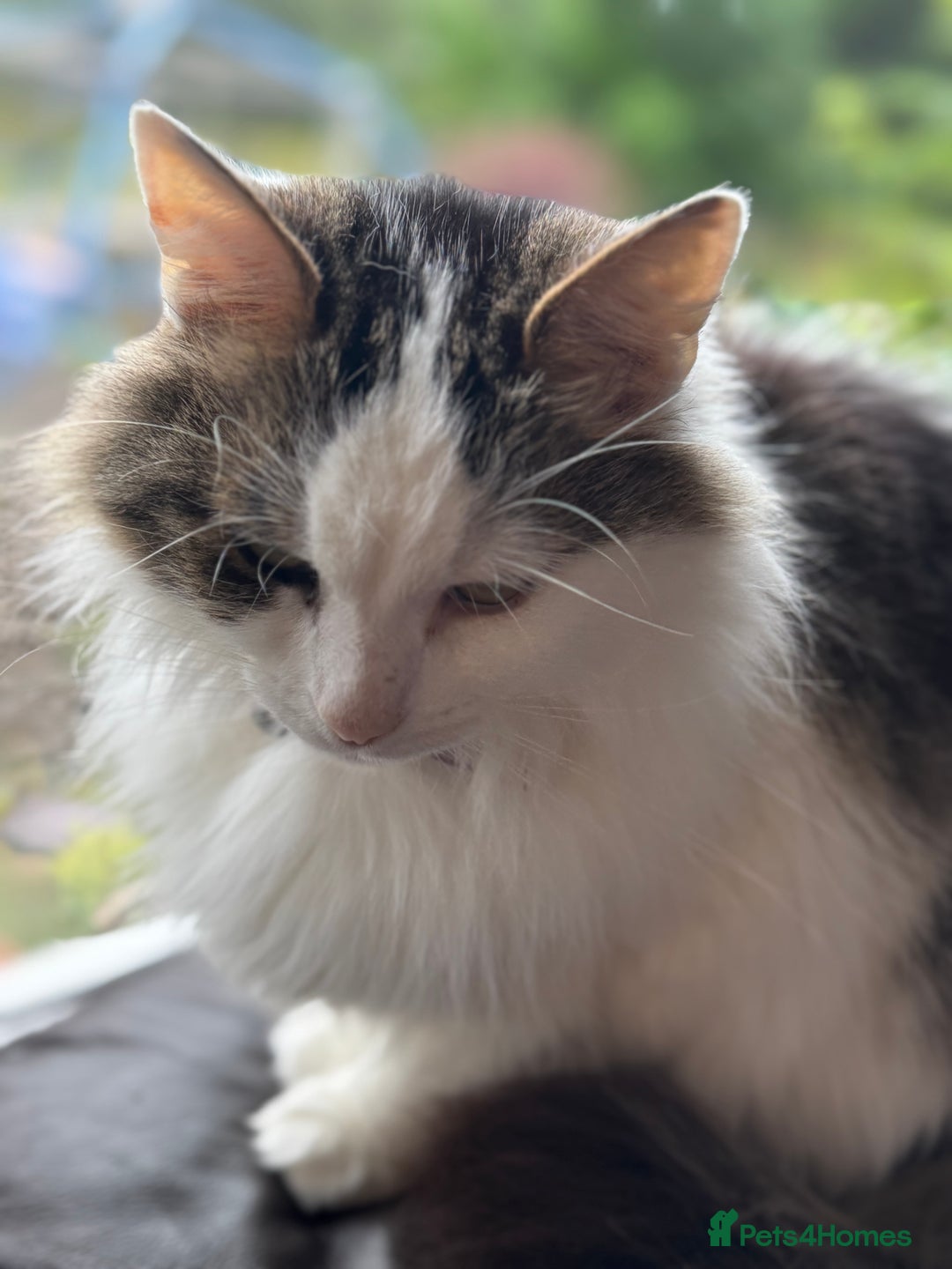 Turkish Van cats for sale: Turkish van needs rehoming - Image 2