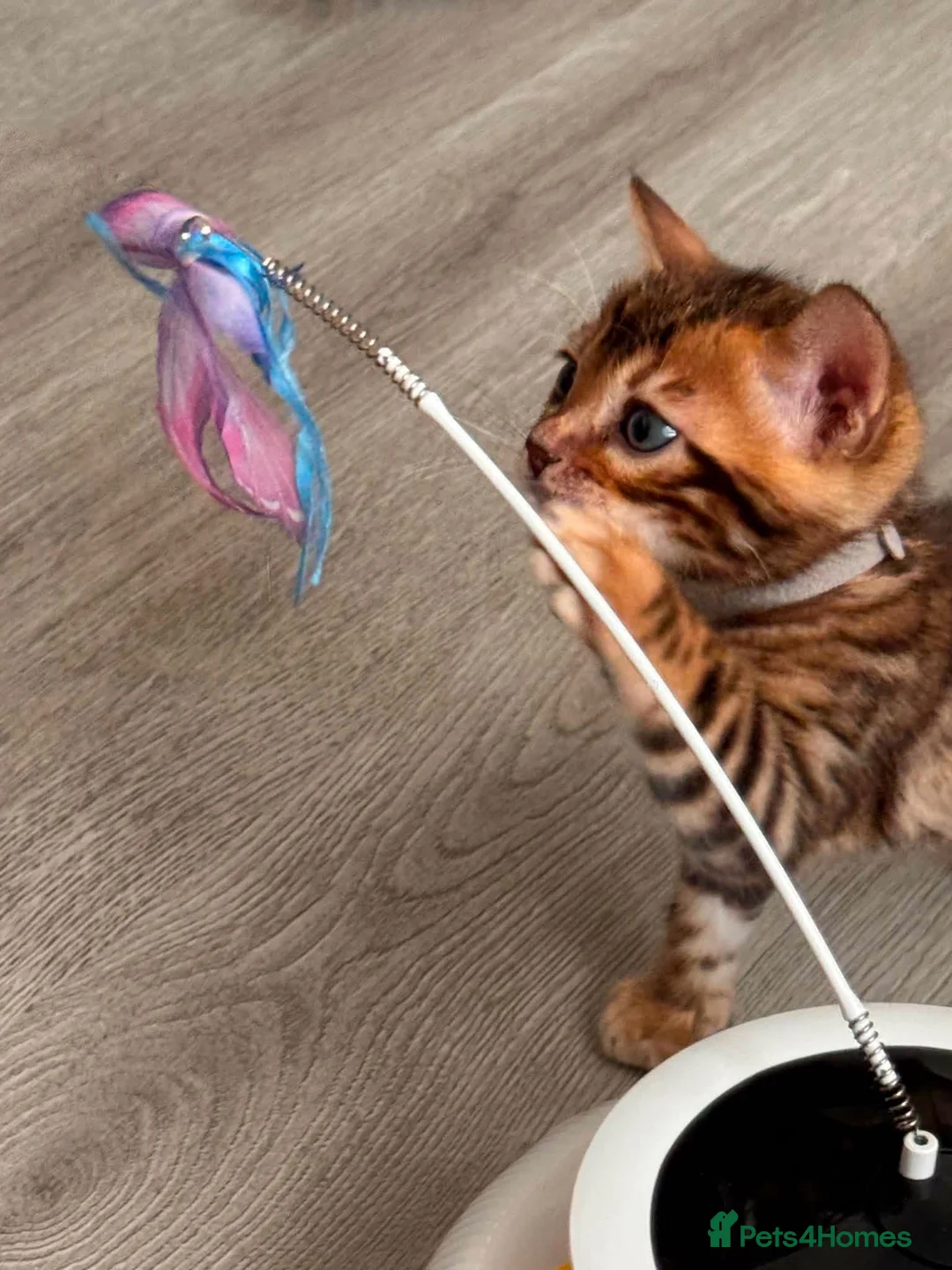 Bengal cats for sale: Kitten boys Bengal  - Advert 2