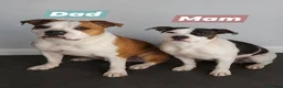 Mixed Breed dogs for sale: Mother and father are family pets  - Advert 1