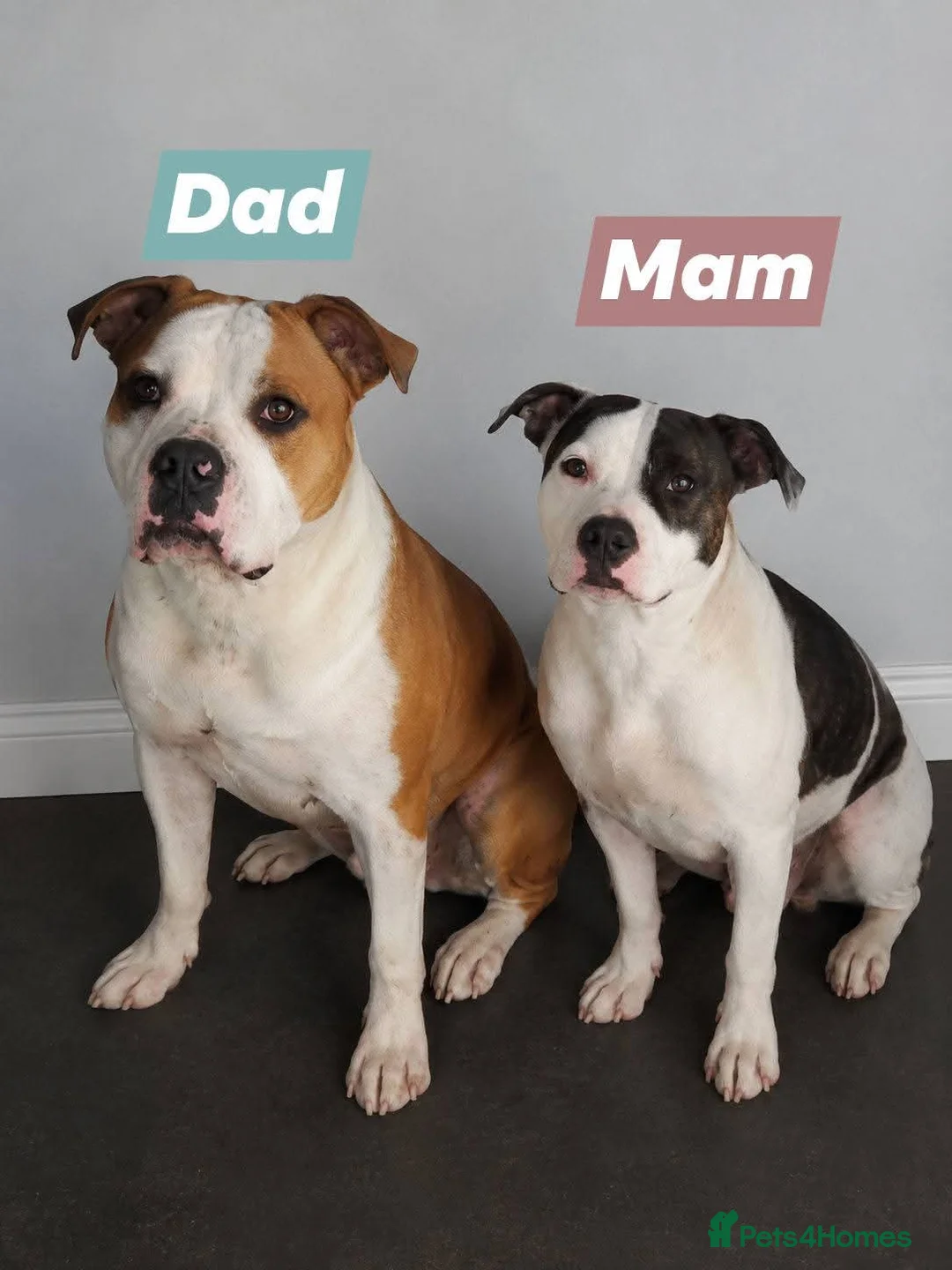 Mixed Breed dogs for sale: Mother and father are family pets  - Advert 1
