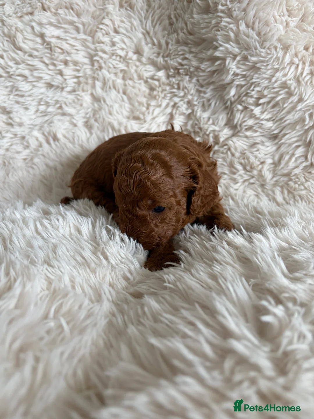Cavapoo dogs for sale: Cavapoo Puppies F1B - Advert 4