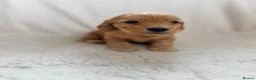 Cockapoo dogs for sale: F1 apricot cockapoo puppies  - Advert 4