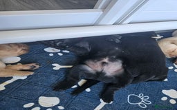Labrador Retriever dogs for sale: Labrador Retriever  - Image 9