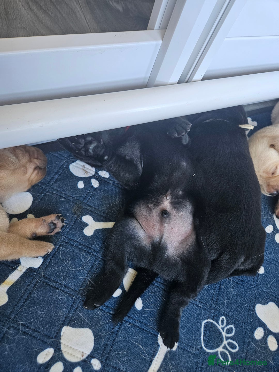 Labrador Retriever dogs for sale: Labrador Retriever  - Image 9