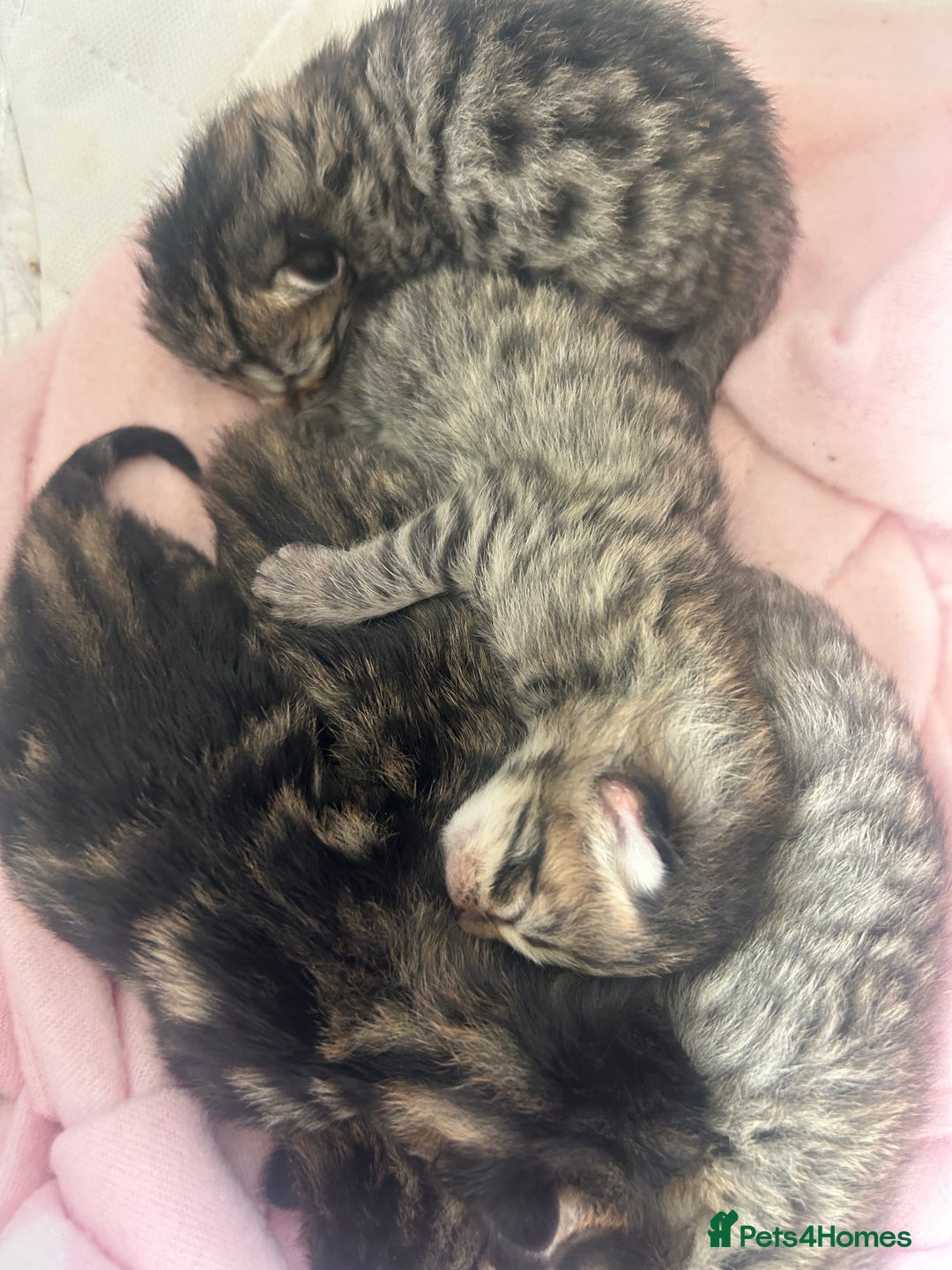 Bengal cats for sale: Manecoon x bengal kittens  - Image 3