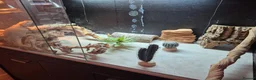 Bearded Dragon reptiles for sale: Hypo Trans Zero bearded dragon + full set up in Winchester - Advert 7