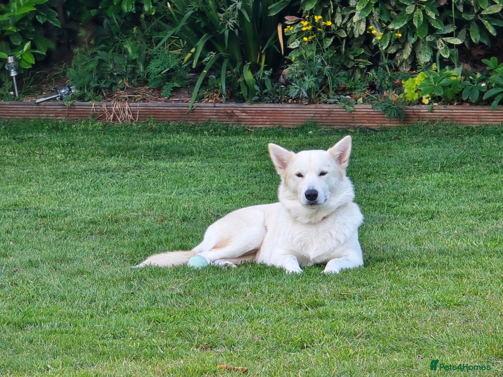 Siberian Husky dogs ​Beautiful Siberian Husky Pups Born Eclipse Night - Advert 2