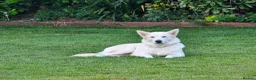 Siberian Husky dogs for sale: ​Beautiful Siberian Husky Pups Born Eclipse Night in Gloucester - Advert 2