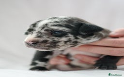 Mixed Breed dogs for sale: Bullador puppies - Image 1