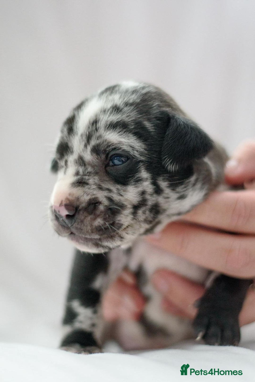 Mixed Breed dogs for sale: Bullador puppies - Image 1