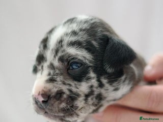 Mixed Breed dogs - Advert 3