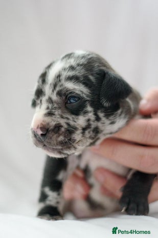Mixed Breed dogs - Advert 2