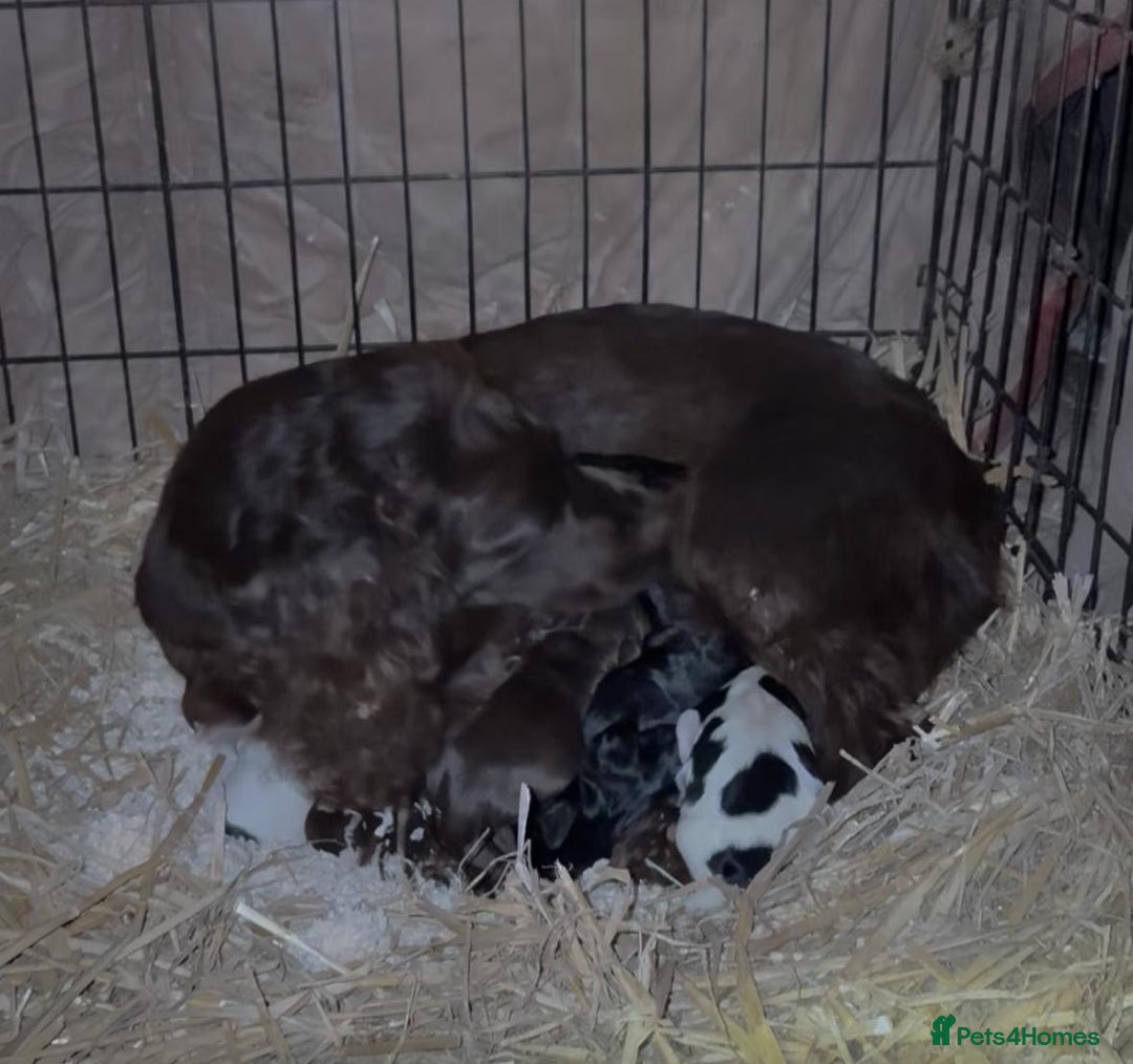 Cocker Spaniel dogs for sale: Working cocker spaniel puppy’s  - Advert 7