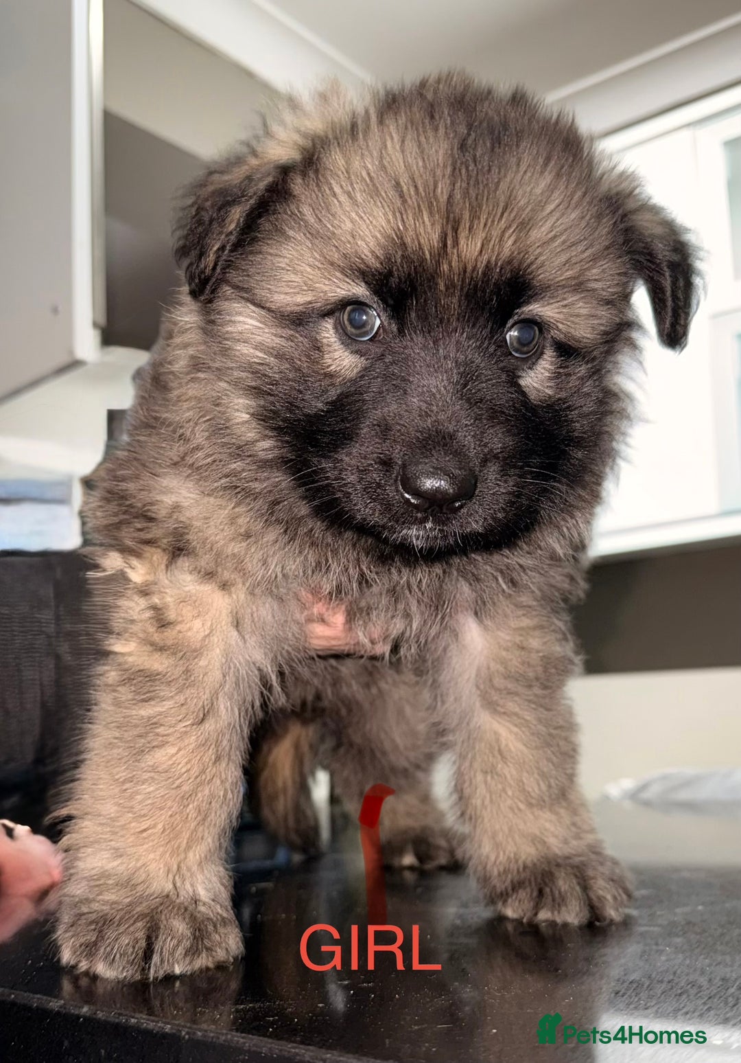 German Shepherd dogs for sale: Stunning German shepherds  - Advert 7