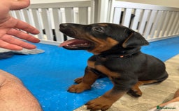 Mixed Breed dogs for sale: Pure breed Chinese red dog puppies/Laizhou Hong - Image 21