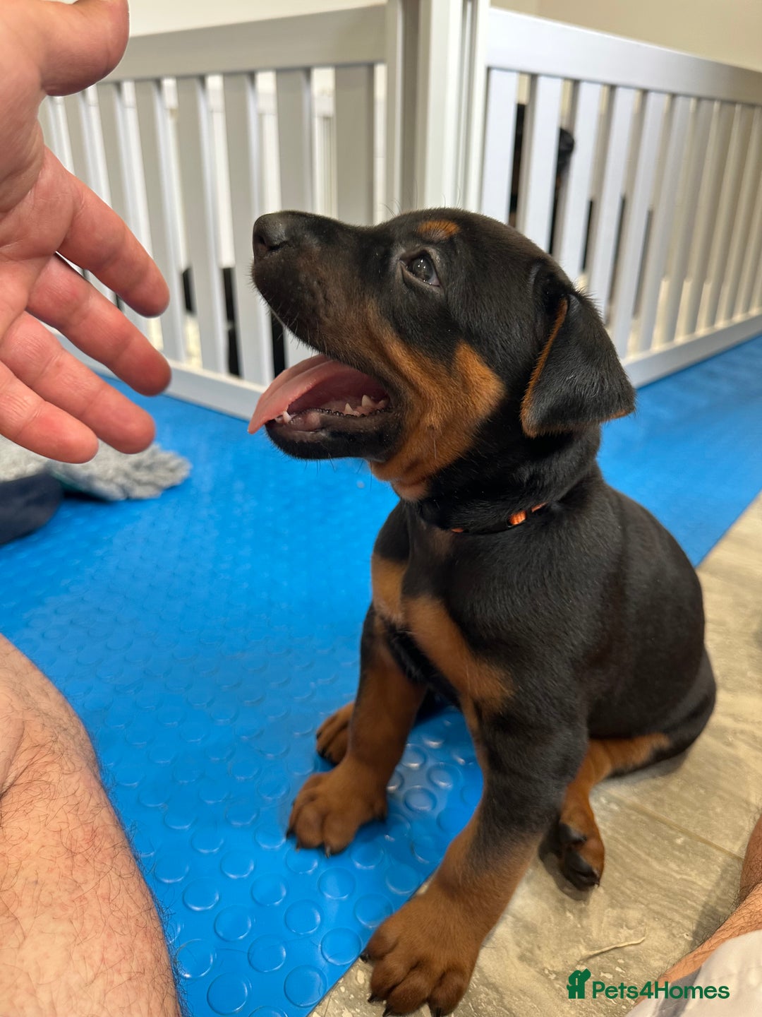 Mixed Breed dogs for sale: Pure breed Chinese red dog puppies/Laizhou Hong - Image 21