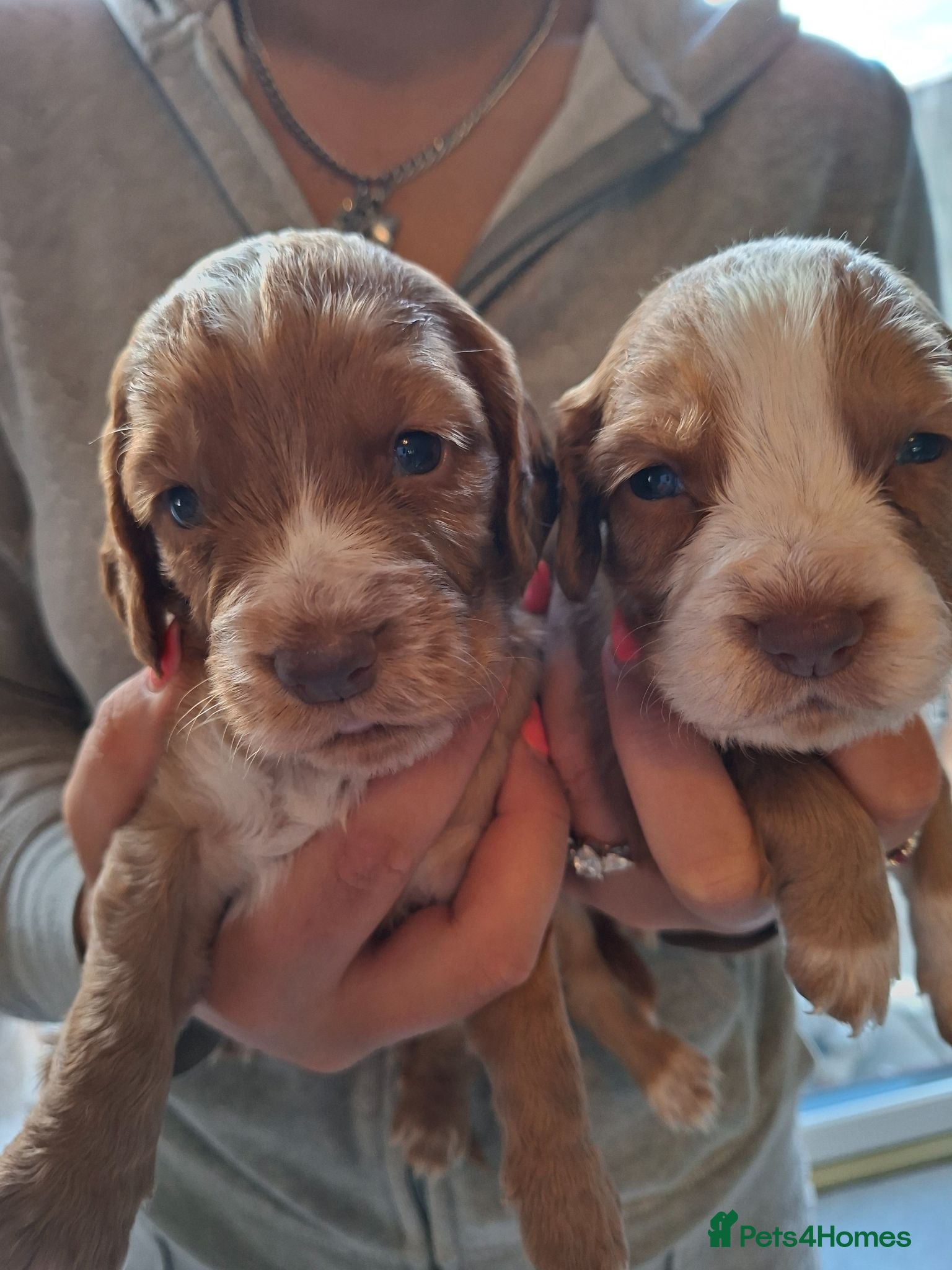Cocker Spaniel dogs Cocker spaniel puppies  - Advert 6