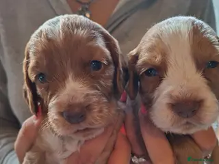 Cocker Spaniel dogs Cocker spaniel puppies - Advert 6