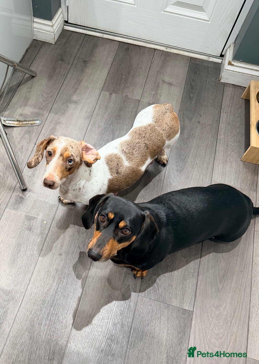Dachshund dogs for sale: Family dogs first puppies - stunning Dachshunds  - Advert 4