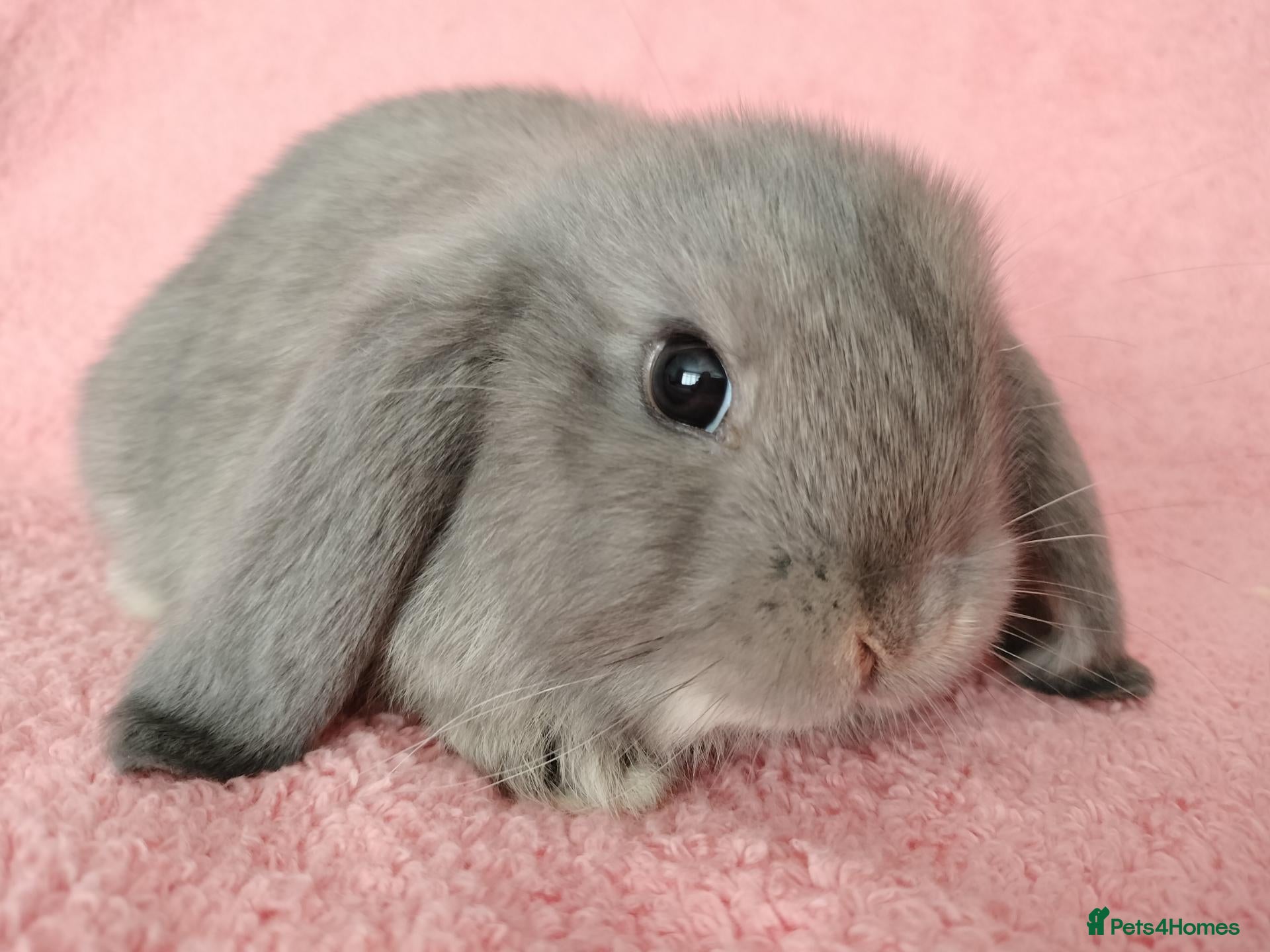 Mini Lop rabbits Baby mini lops for sale  - Advert 21
