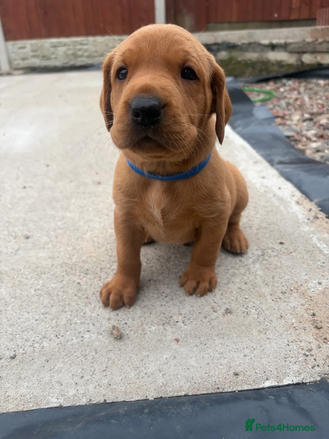 Labrador Retriever dogs for sale: Stunning Fox Red Working Labrador Retriever  in Bolton - Advert 2