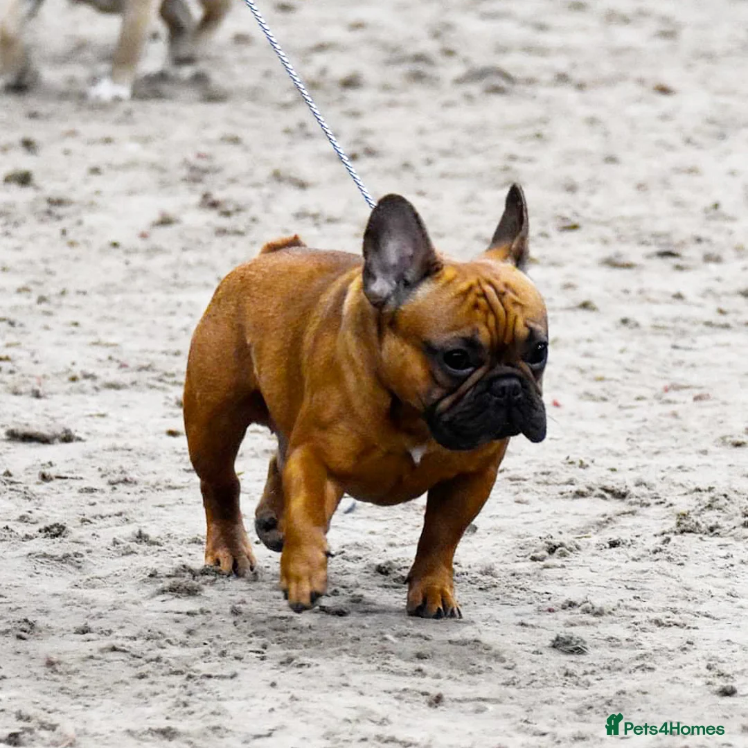 French Bulldog dogs for stud: 💥3x Ch Rocky of Empire OB UK💥FBCE Silver Tested in Doncaster - Advert 13