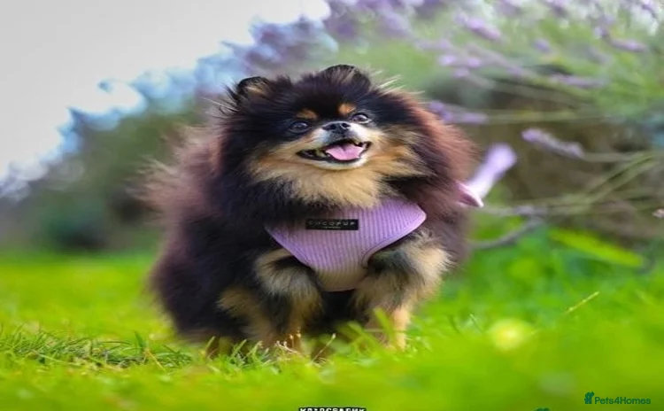 Chihuahua dogs - Advert 1