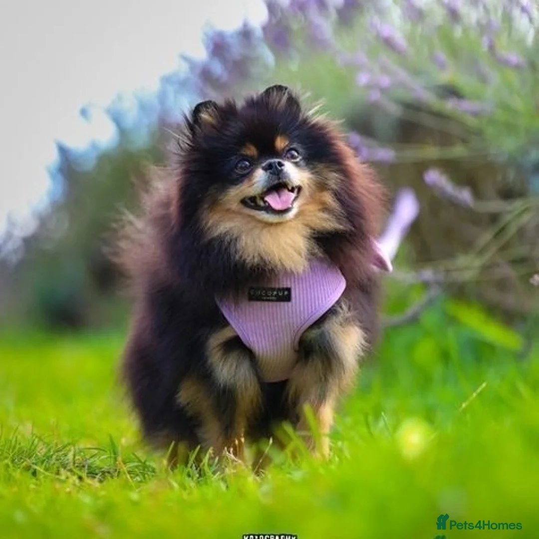 Chihuahua dogs for sale: Cream Chihuahua and pomeranian for sale - Image 2