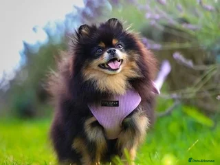 Chihuahua dogs - Advert 23