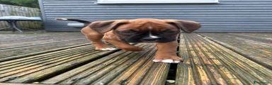 Boxer 2