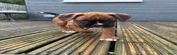 Boxer dogs for sale: Beautiful Boxer Puppies for Sale in Stirling - Advert 2