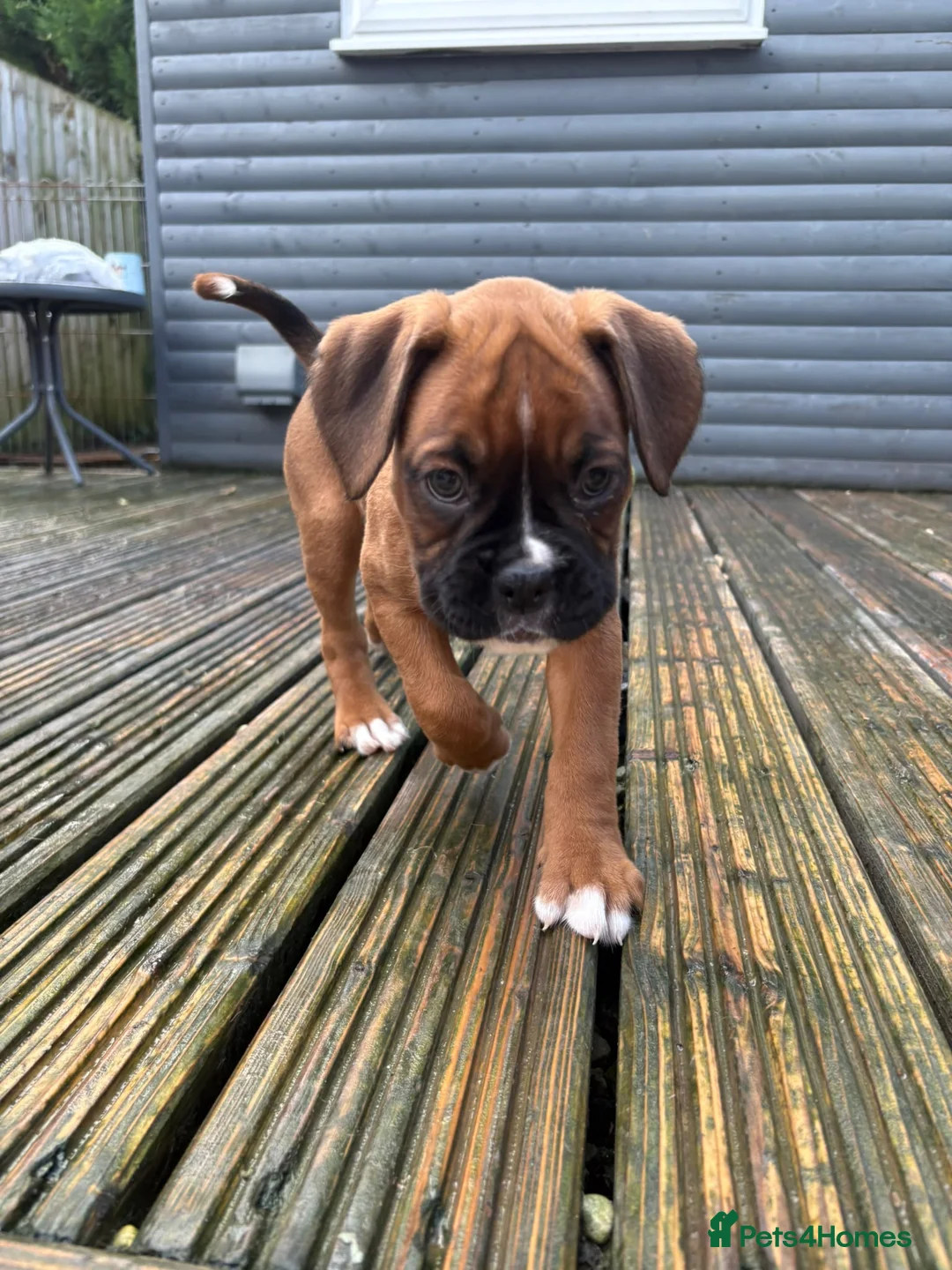 Boxer dogs for sale: Beautiful Boxer Puppies for Sale in Stirling - Advert 2