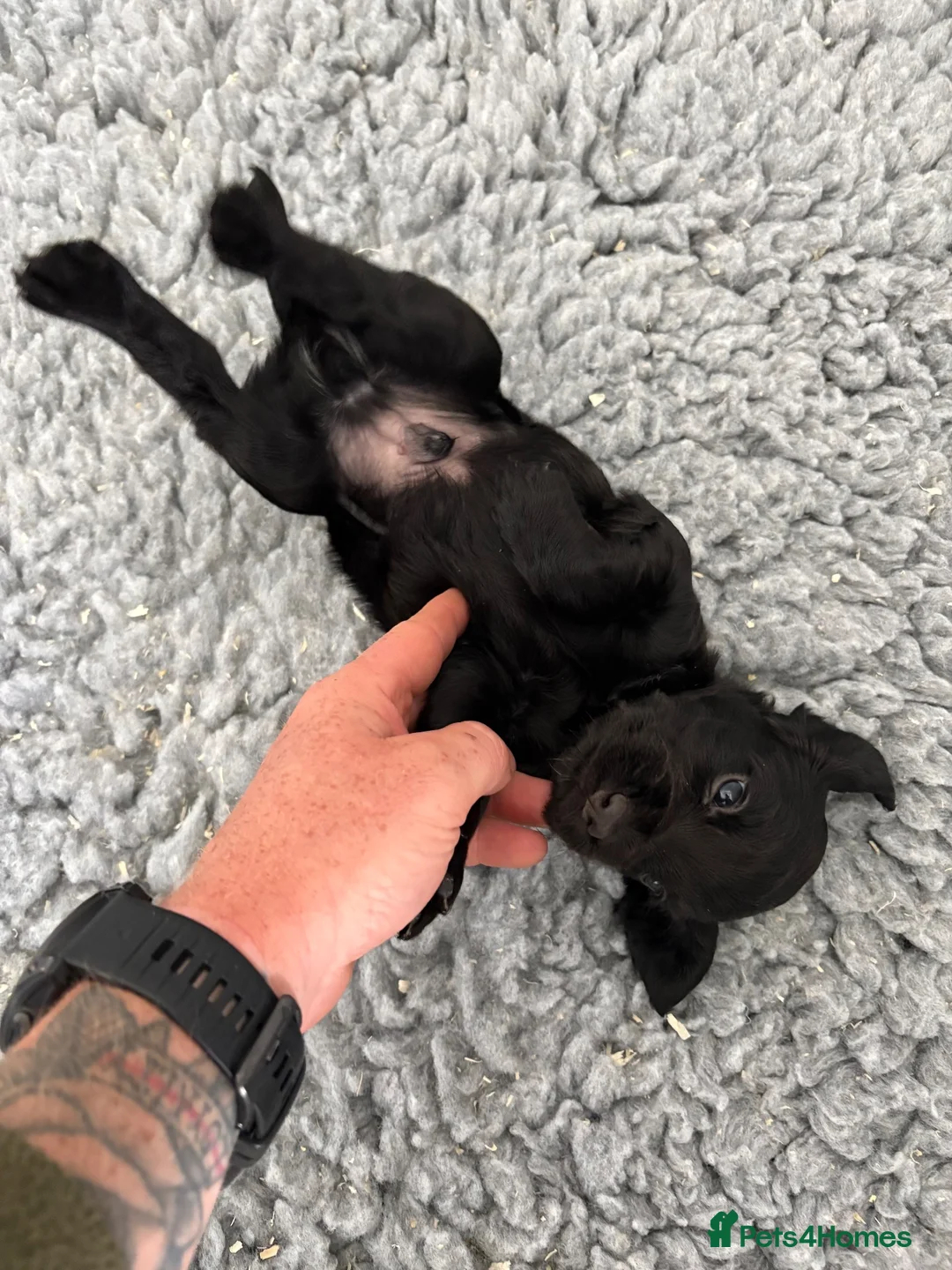 Cocker Spaniel dogs for sale: Working Cocker spaniel x2 males - Advert 9