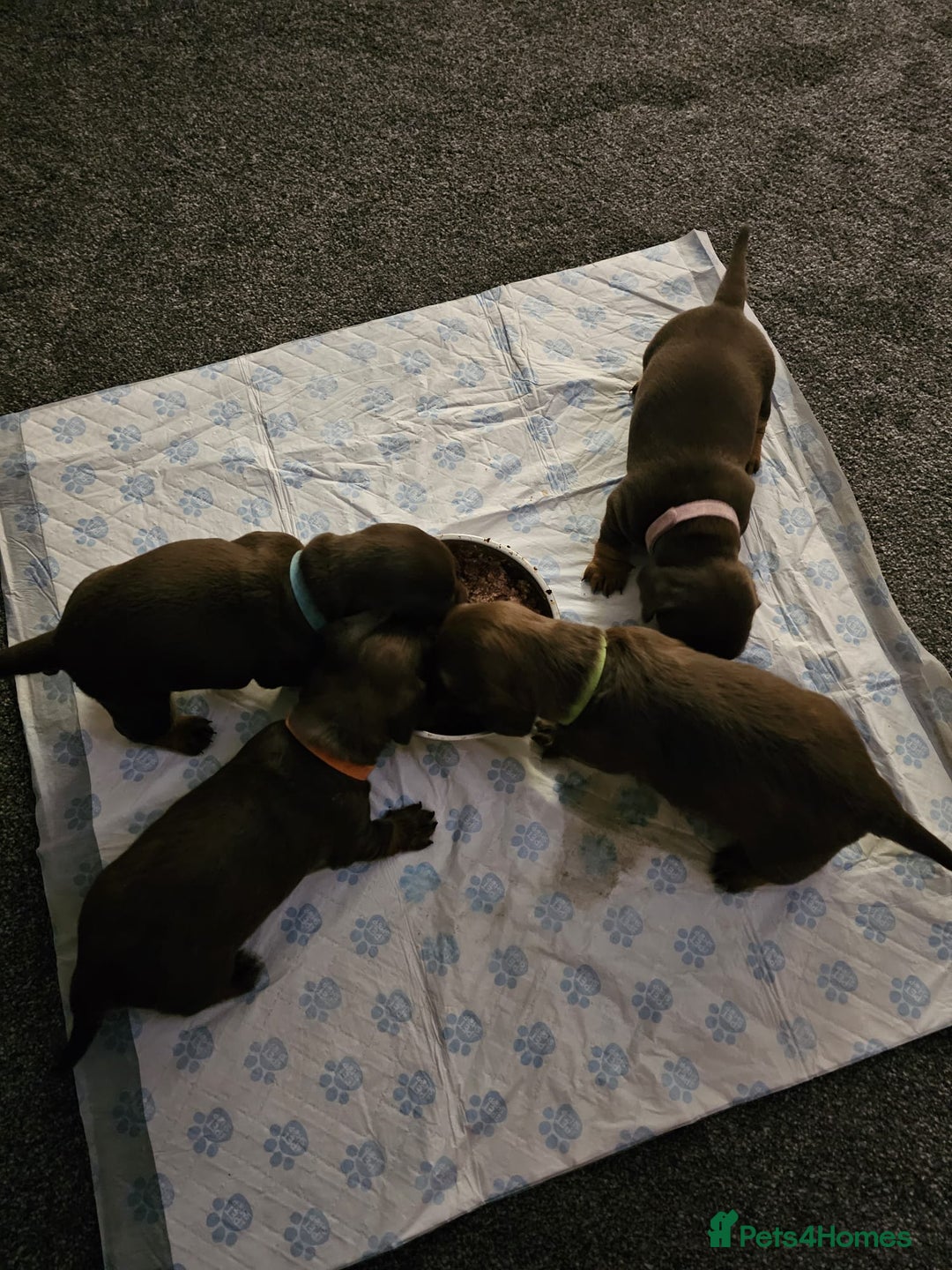 Miniature Dachshund dogs for stud: STUD ONLY  - Image 12