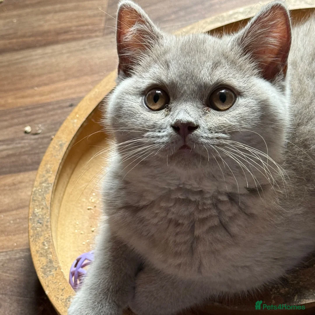 British Shorthair cats for sale: GCcf BSH two boys  - Advert 7