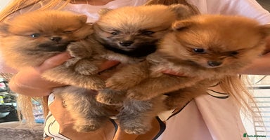 Pomeranian dogs - Advert 2
