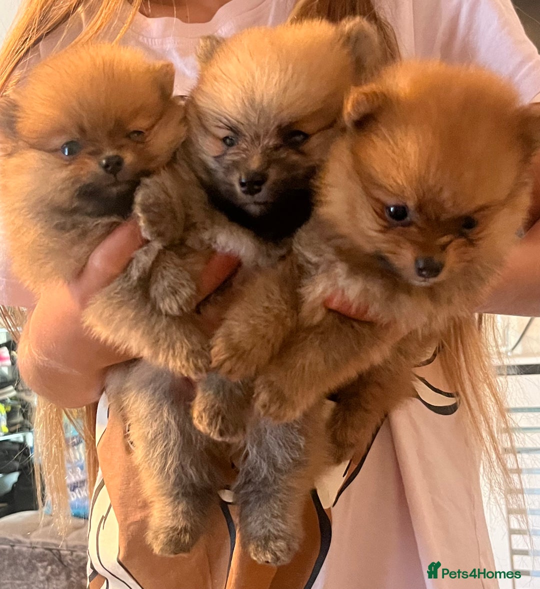 Pomeranian dogs for sale: Pom puppies - Image 2