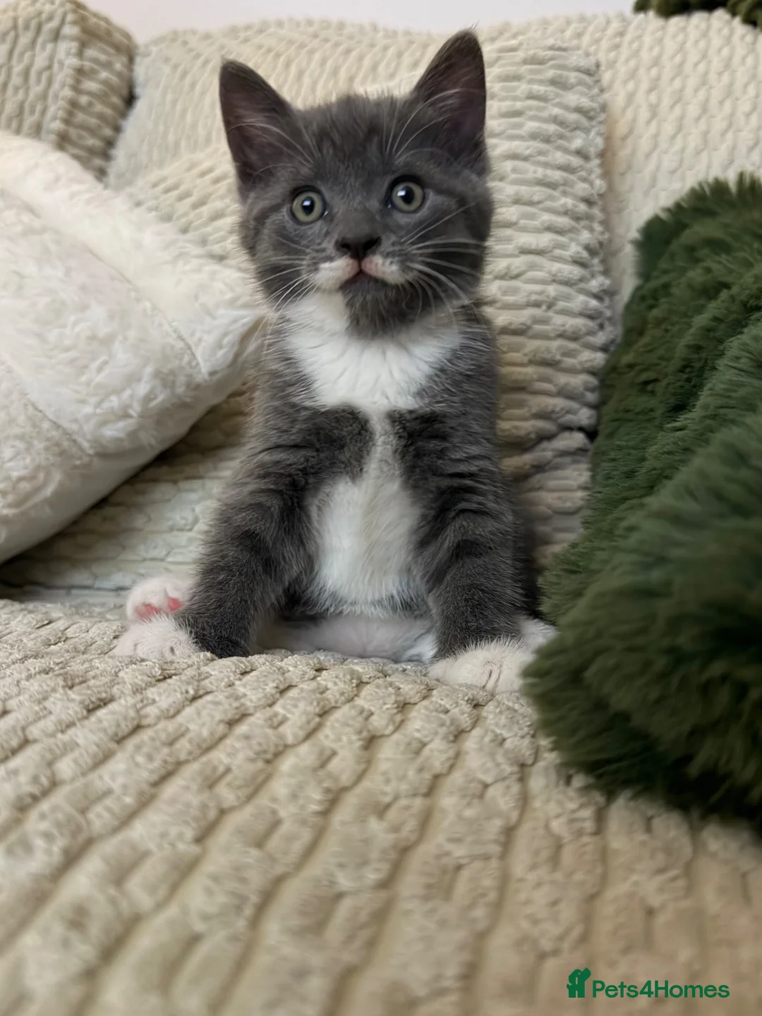 British Longhair cats for sale: Storm and niggle in Eastbourne - Advert 1