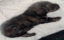 Cockapoo dogs for sale: black sable cockapoo girl  - Advert 29