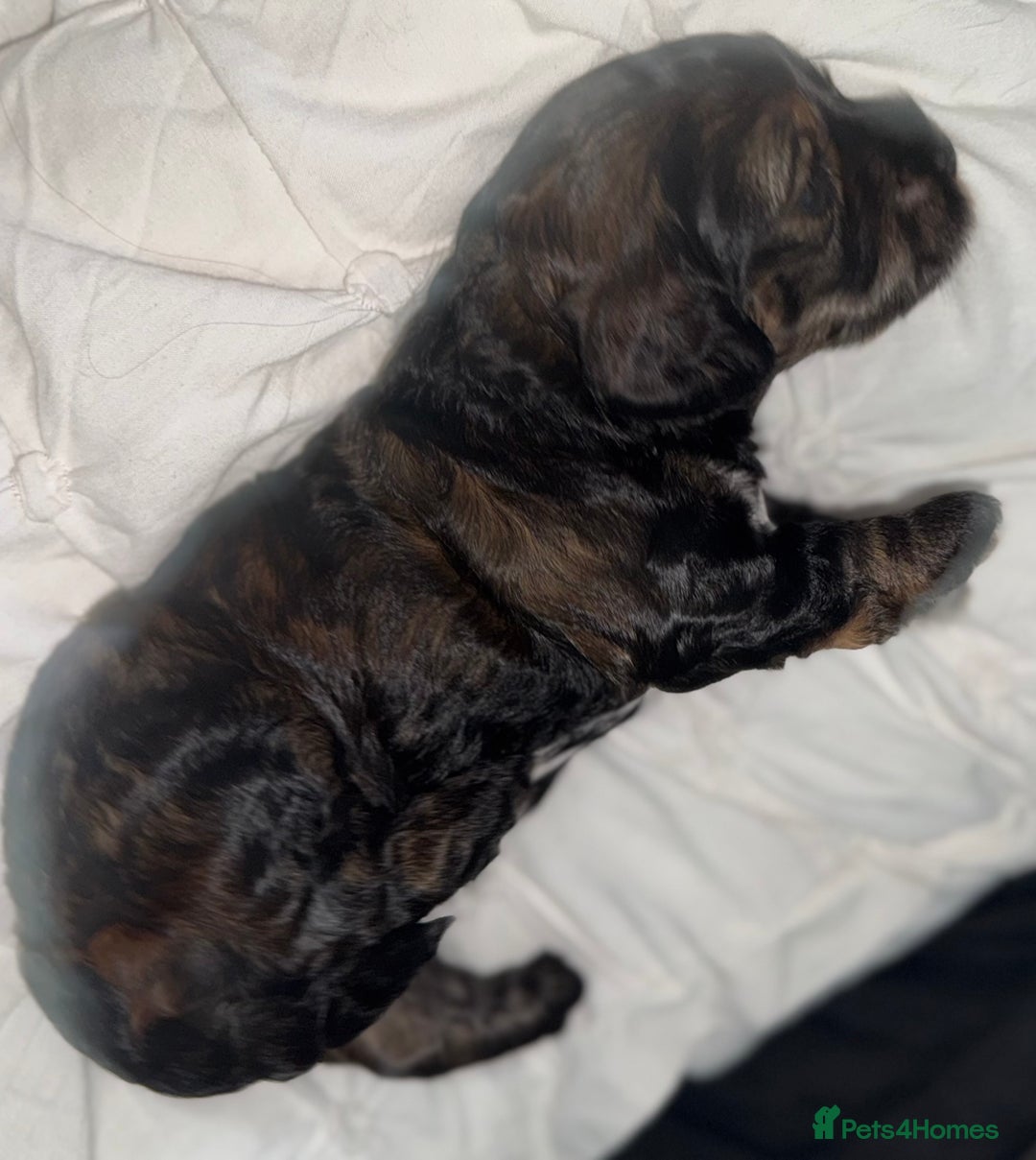 Cockapoo dogs for sale: black sable cockapoo girl  - Advert 29