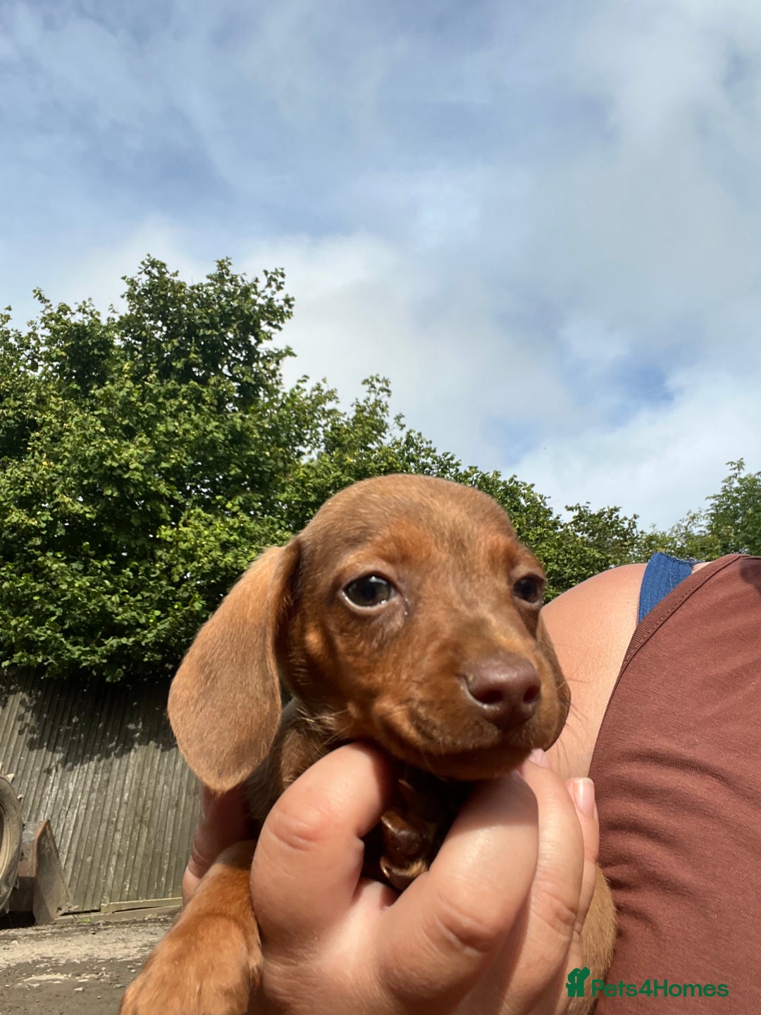 Miniature Dachshund dogs for sale: dachshund puppies - Image 7