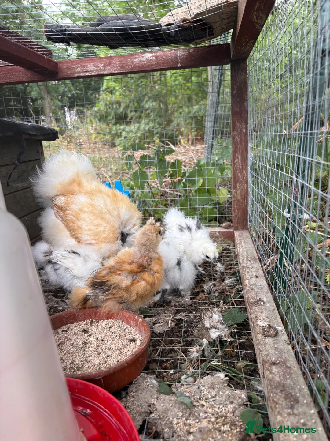 Chickens poultry for sale: Silkie/Showgirl Silkie Chicks Unsexed in Lincoln - Advert 5