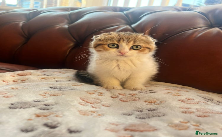 Scottish Fold cats - Advert 8