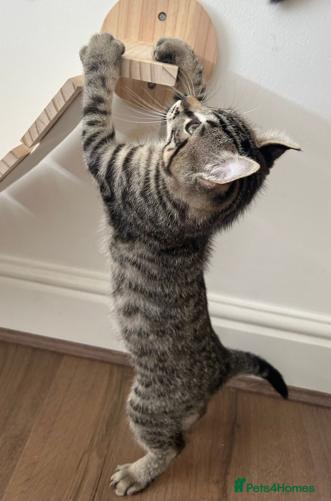 Keetso cats for sale: Reduced Ready now Last 1, Rare Jungle Curl Kittens in Portsmouth - Image 32