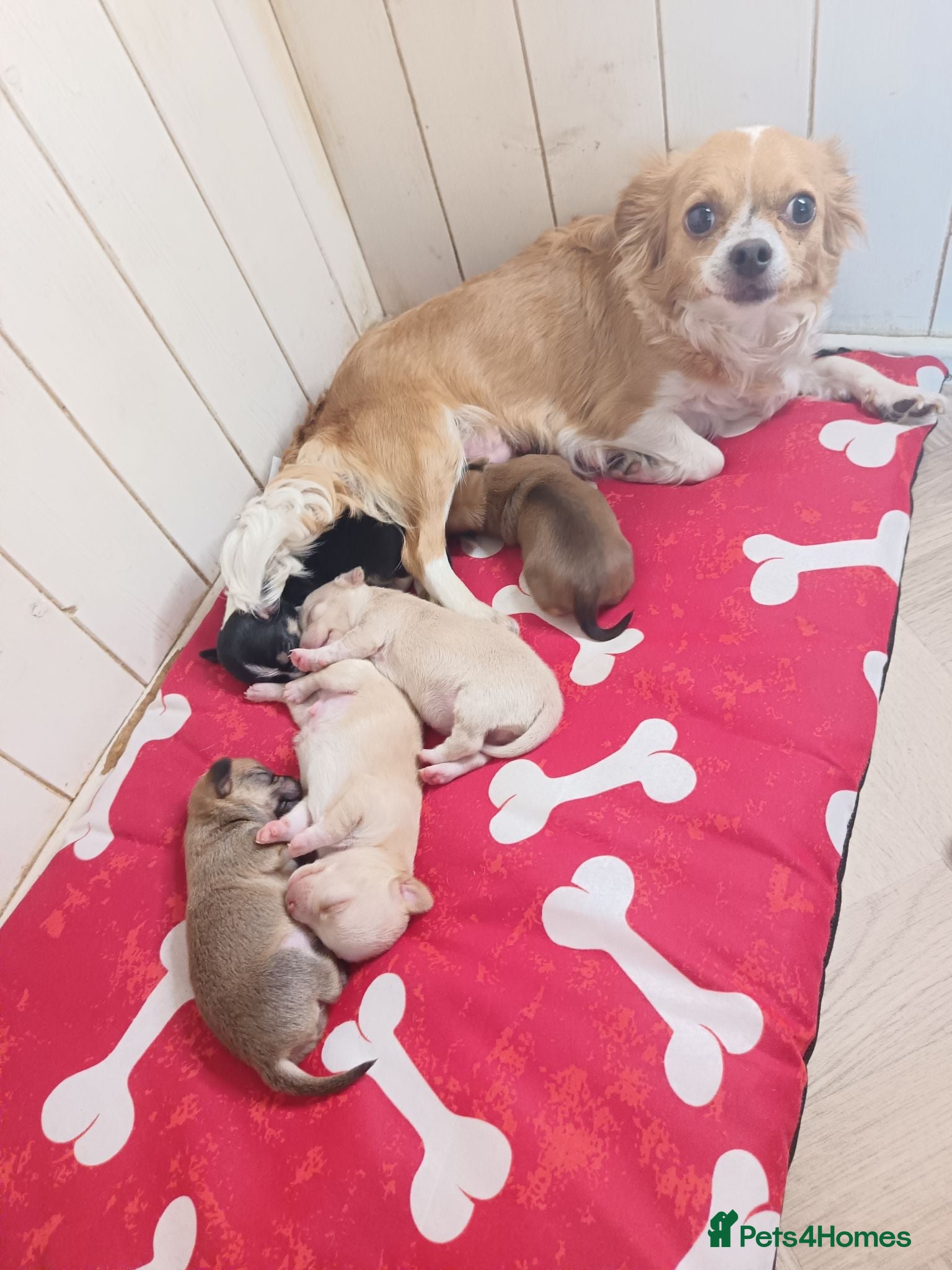 Chihuahua dogs Chihuahua puppies - Advert 4