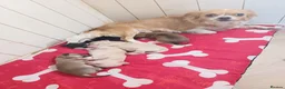 Chihuahua dogs for sale: Chihuahua puppies - Advert 1