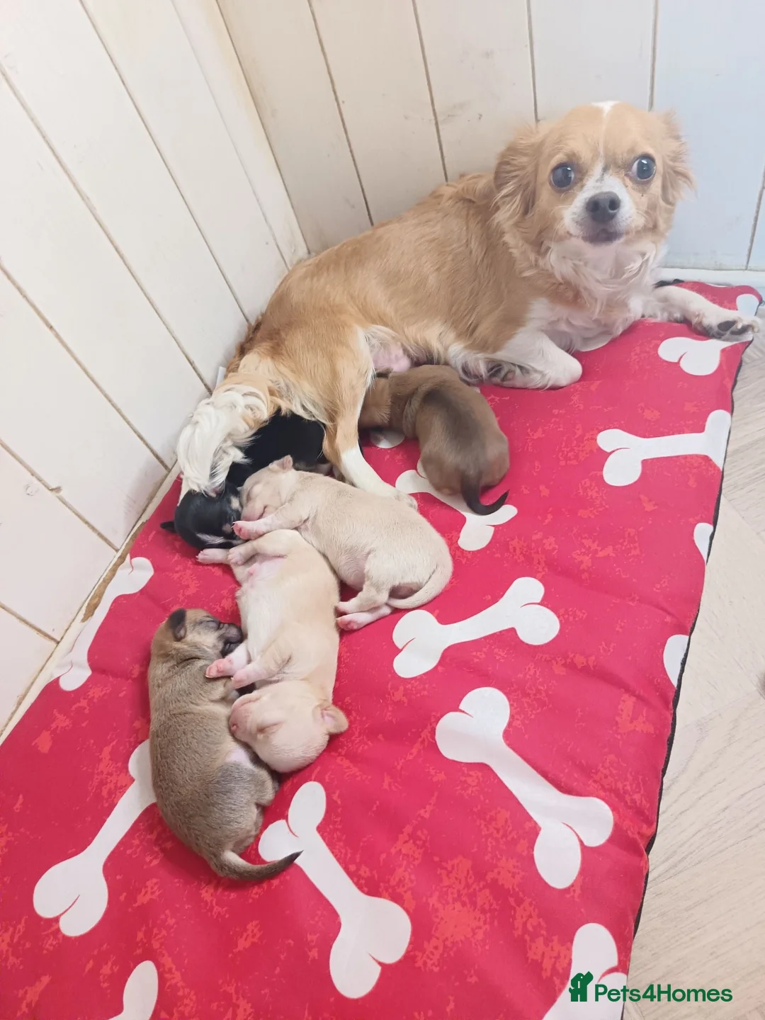 Chihuahua dogs for sale: Chihuahua puppies - Advert 1