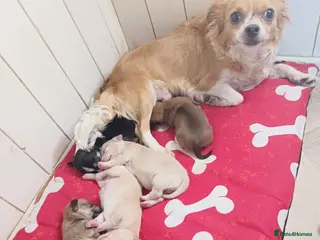 Chihuahua dogs Chihuahua puppies - Advert 4