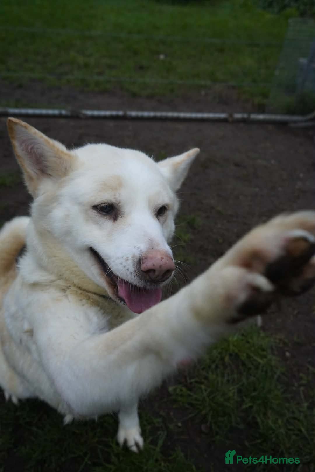 Akita dogs for adoption: Mitzi - Advert 10